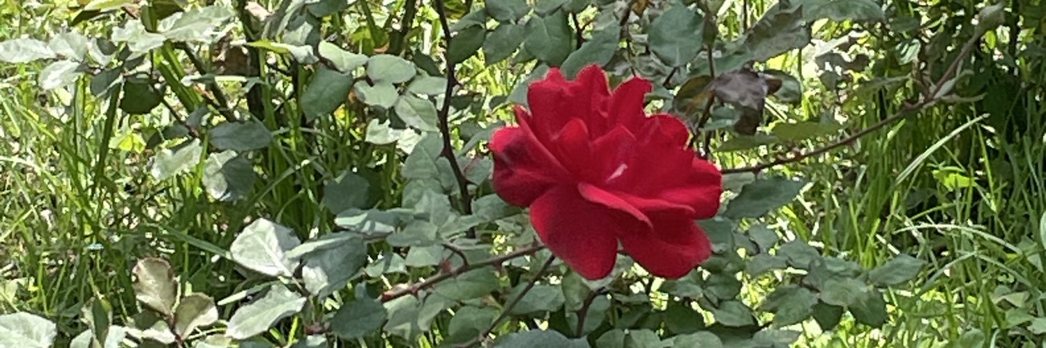 mayita_ht's profile banner image