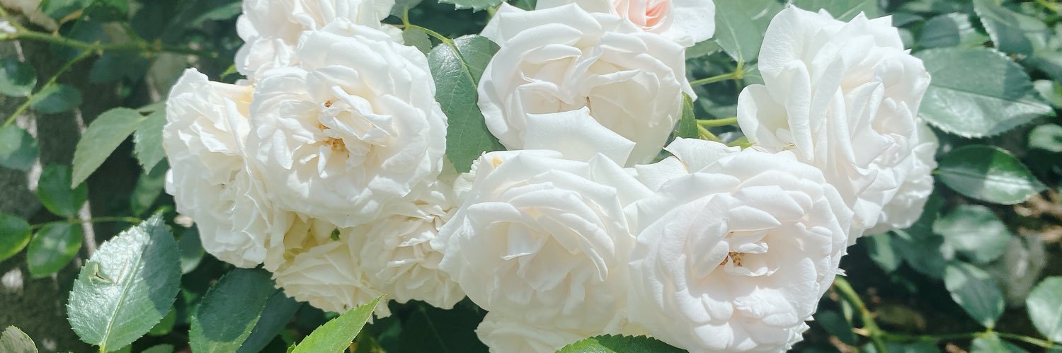 f_amane_f's profile banner image