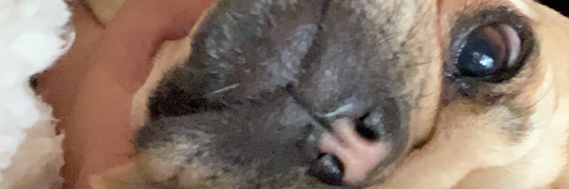 passero_carson's profile banner image