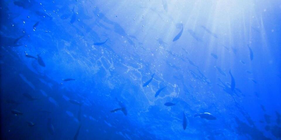 SeaPledge's profile banner image