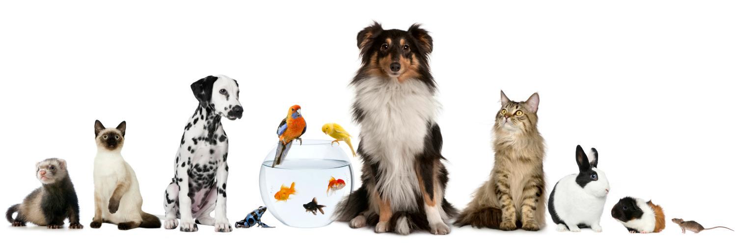Tropical Fish & More banner