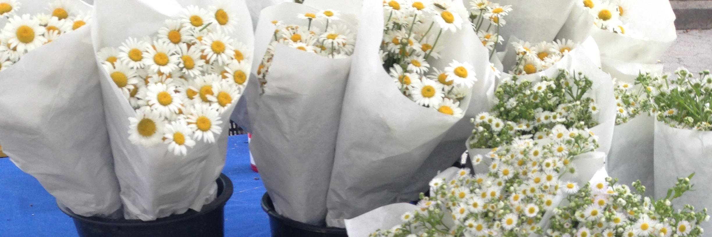 Emmyrose6's profile banner image