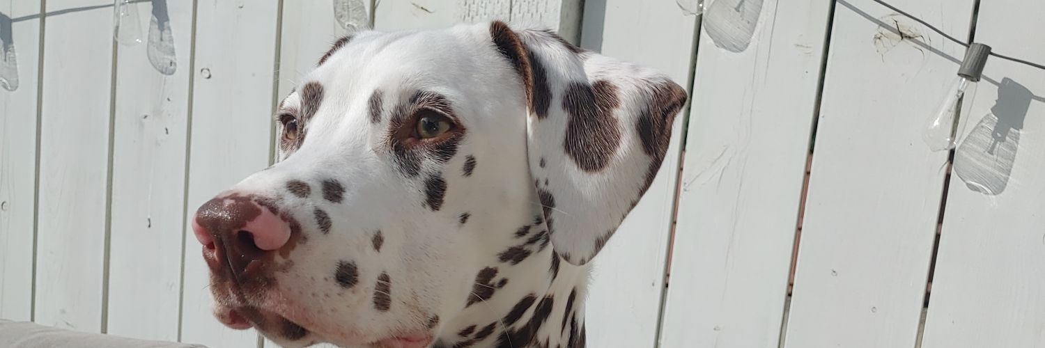 TheBaronTerror's profile banner image