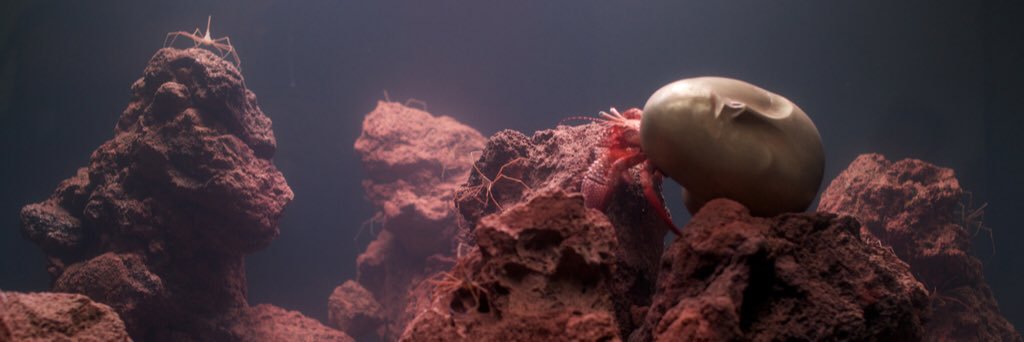 LauraPfohl's profile banner image