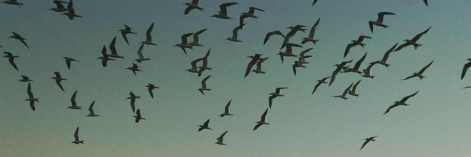 Sara Martinez banner