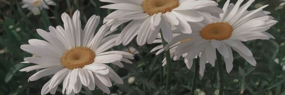 Lisoressi's profile banner image