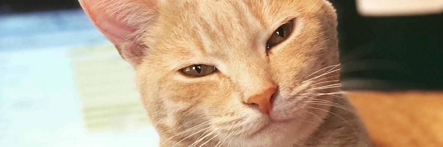 missmoose17's profile banner image