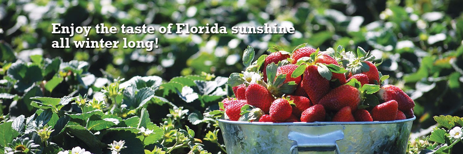 FlaStrawberries's profile banner image