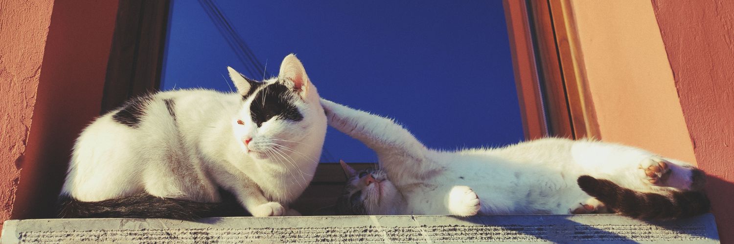 Alejandro Roxán banner