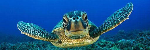The Atlantic Conservation Partnership (ACP) banner