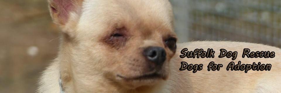 EroskaEva's profile banner image