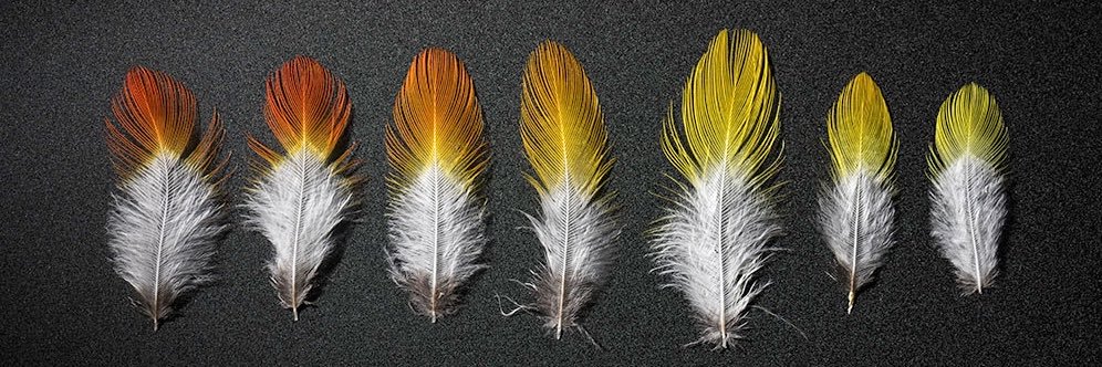 Maria Isabel Castaño banner