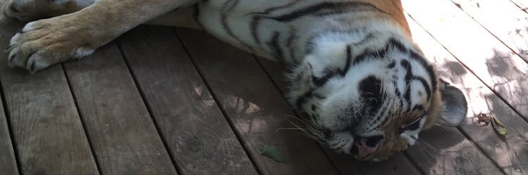 cfiette's profile banner image