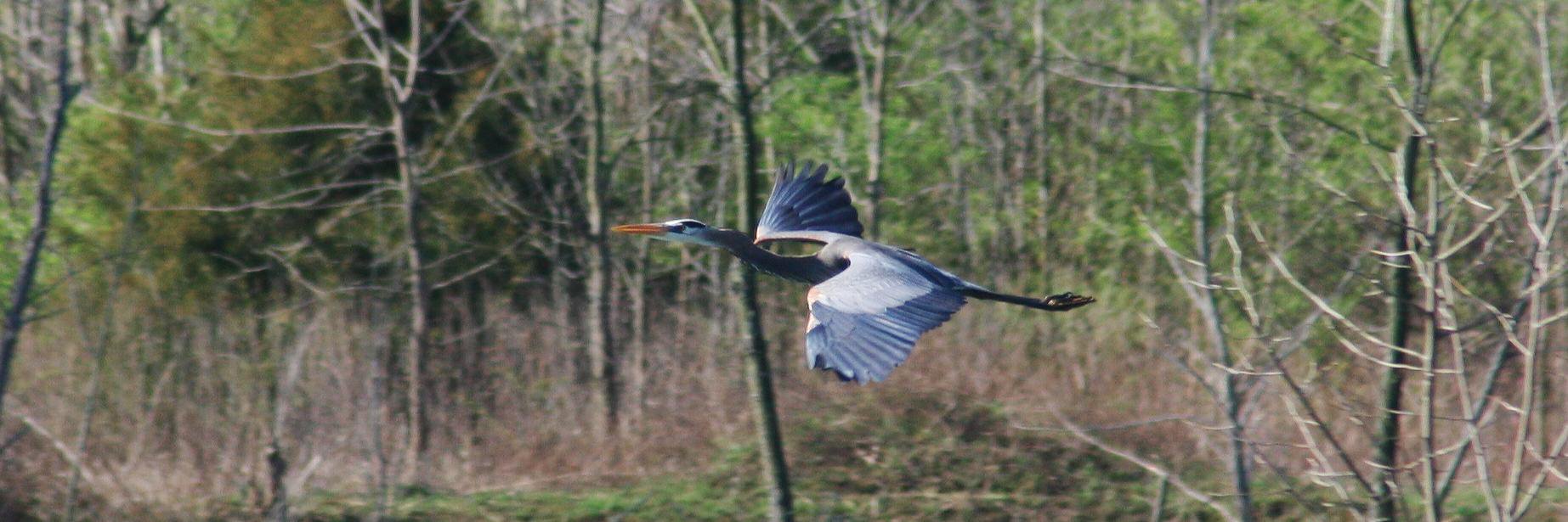 Dr. Nicholas Cooley banner