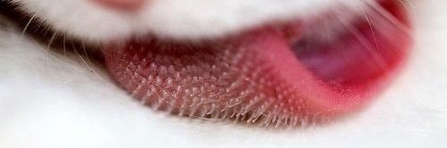 Mewoow's profile banner image
