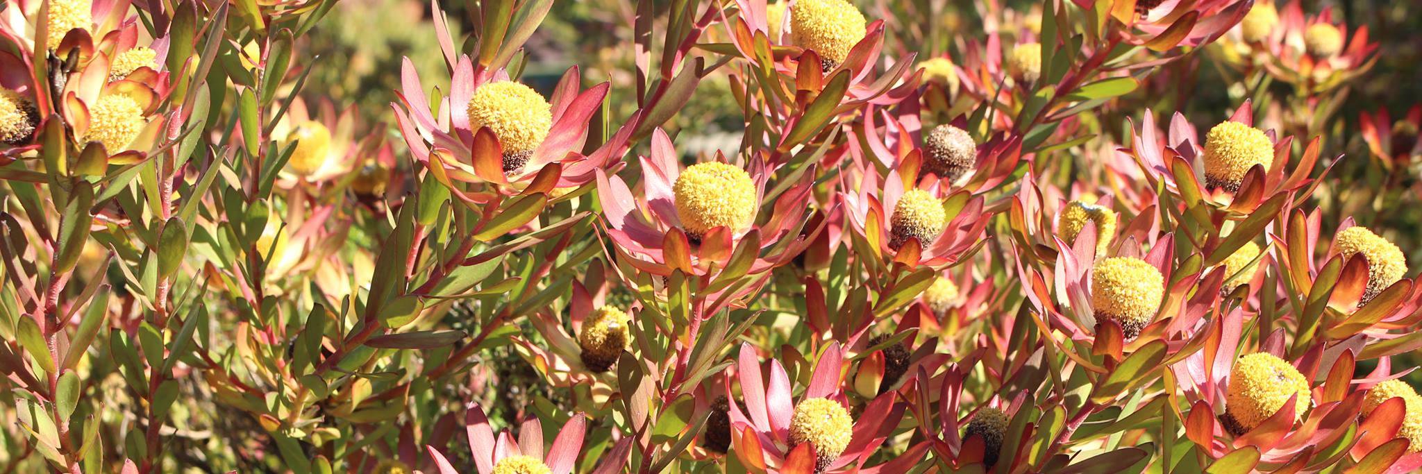 UCSCArboretum's profile banner image