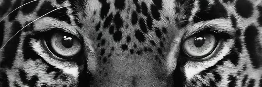 belavls's profile banner image