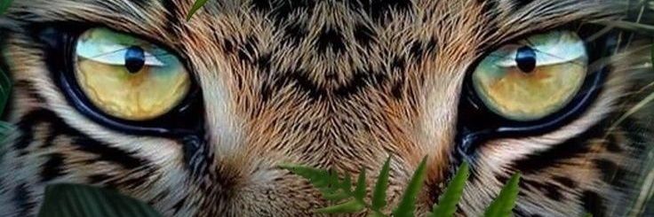 JnrRhodes's profile banner image