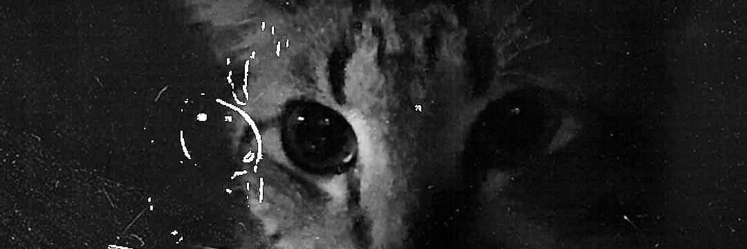 crestkrieg's profile banner image