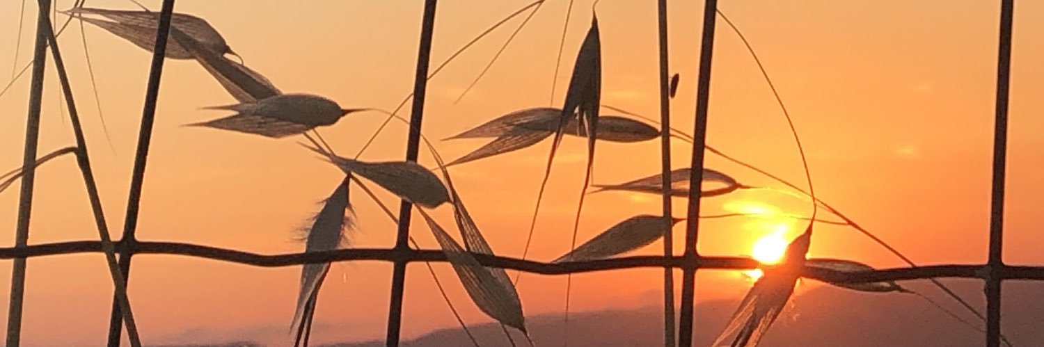 LottaOP's profile banner image