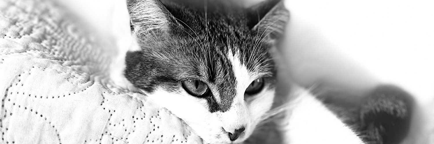 CassandreNuss's profile banner image