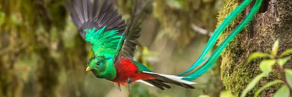 Paola Gordon Luna banner