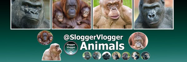 SloggerVlogger Profile Banner