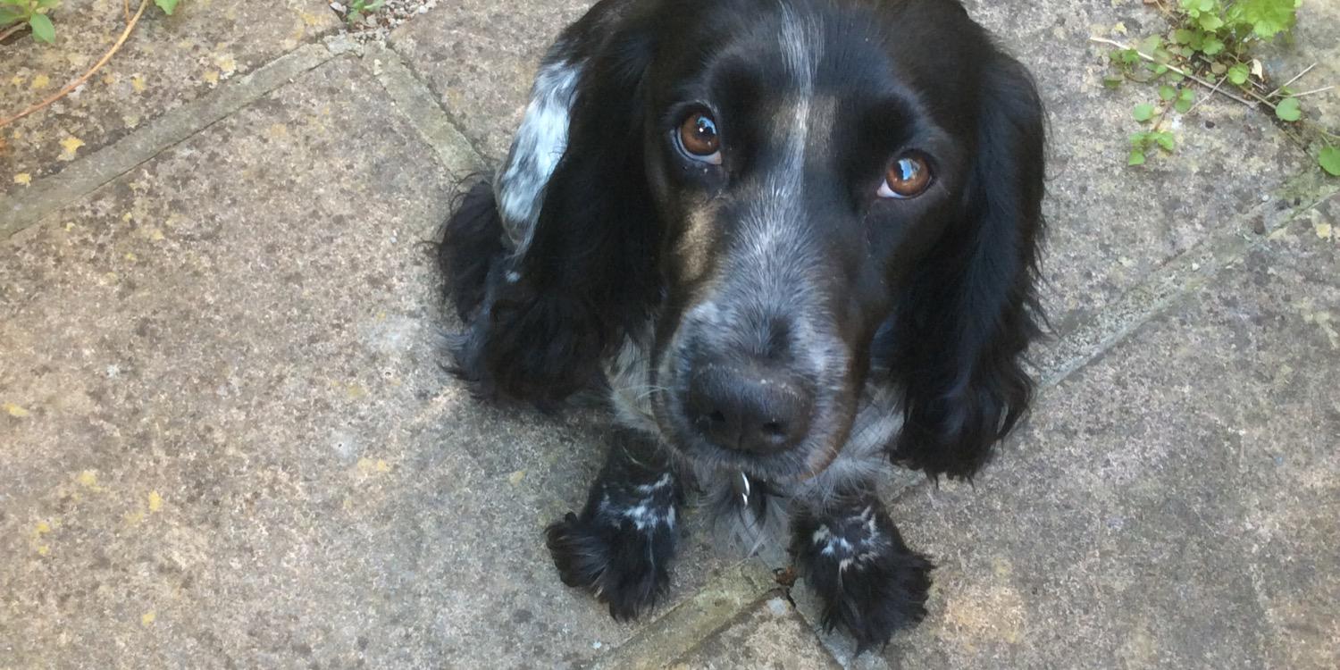 Keith Maxwell 😇🧜‍️📚🥟🐾🏴󠁧󠁢󠁳󠁣󠁴󠁿🇮🇪🇪🇺 banner