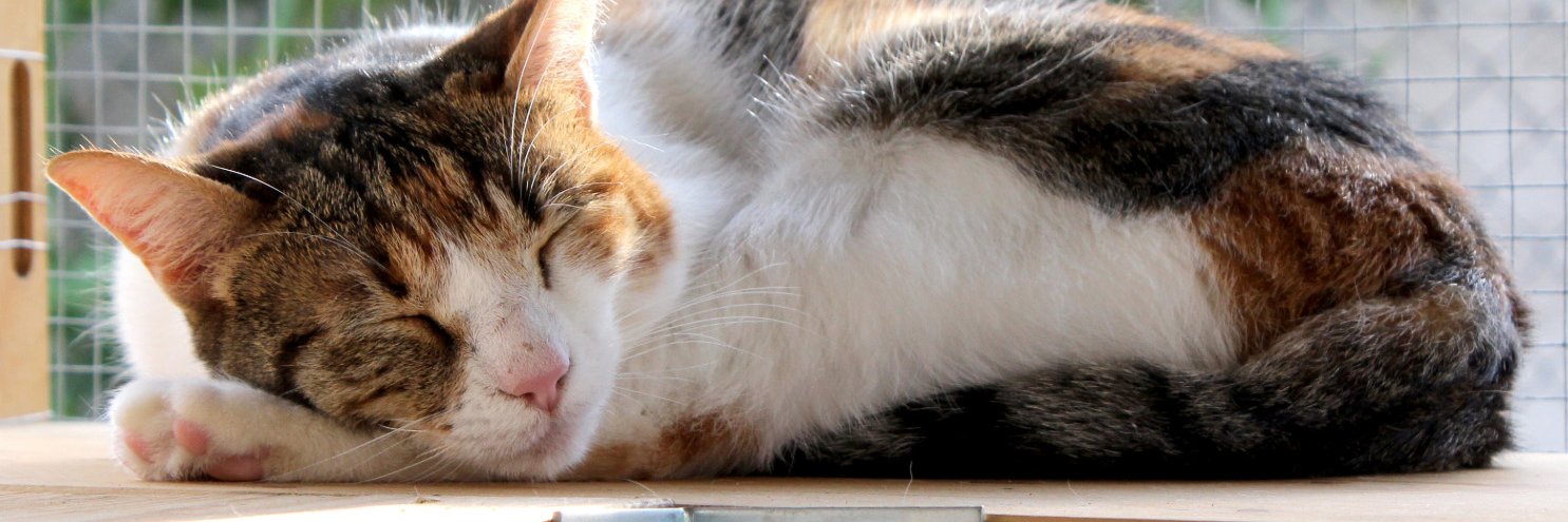 PWSPCA's profile banner image