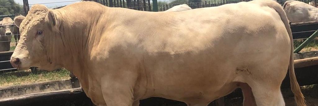 MsLonah's profile banner image