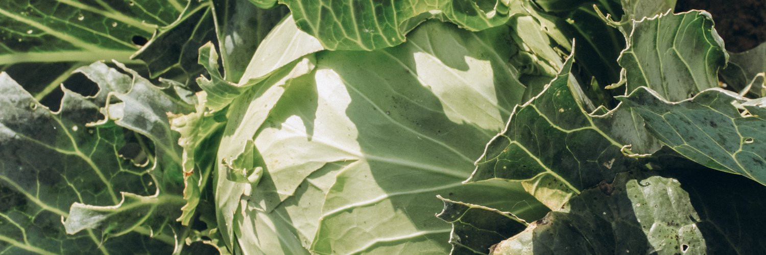 Lyndsay C. Green banner
