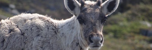 KristyFerraro Profile Banner