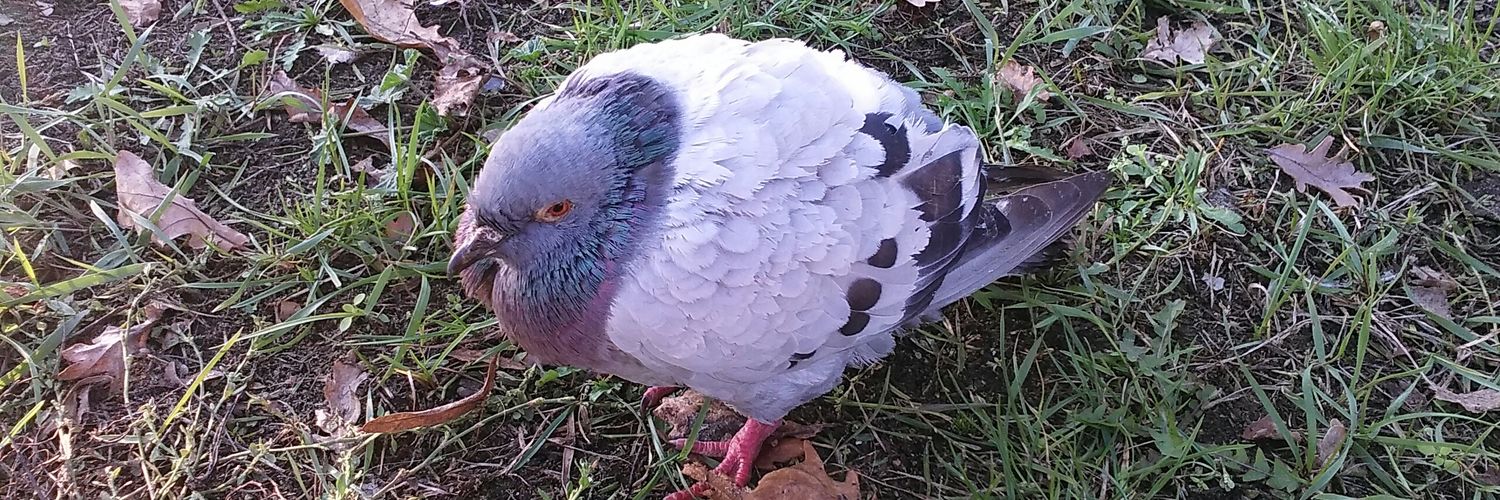 GrumpyParrot_Zero banner
