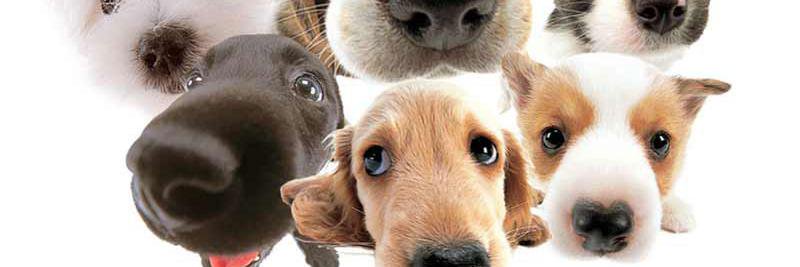 Eva G.  Mendez banner