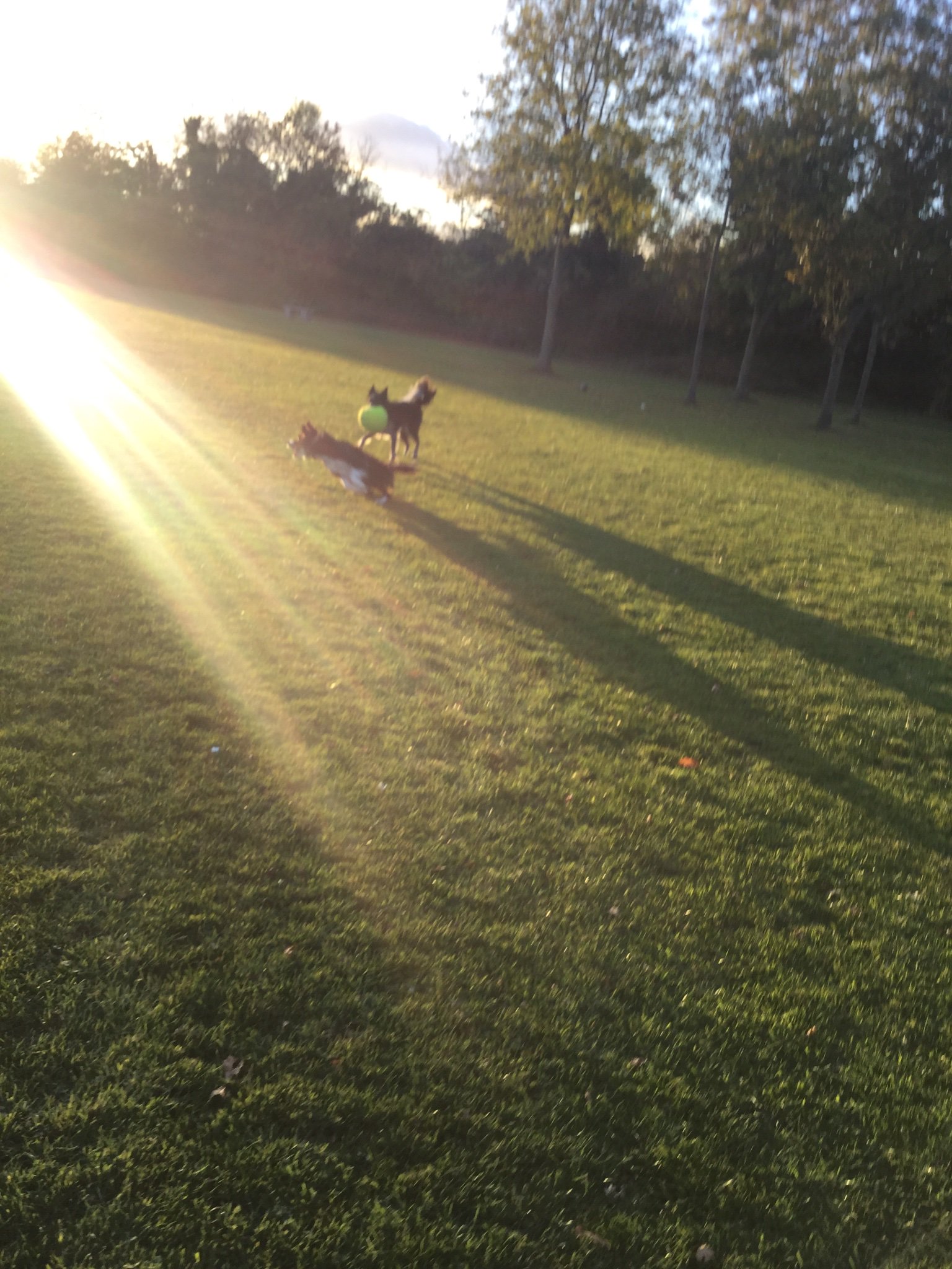 StardogGypsy's profile banner image