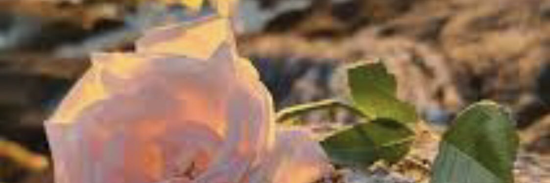 QQ2202's profile banner image