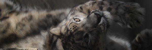 taka62430270 Profile Banner