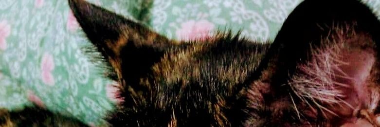 MizKit00's profile banner image