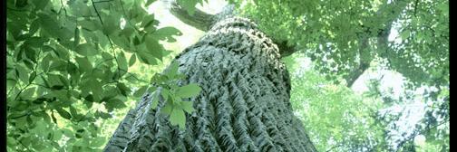 ProtectsTrees's profile banner image