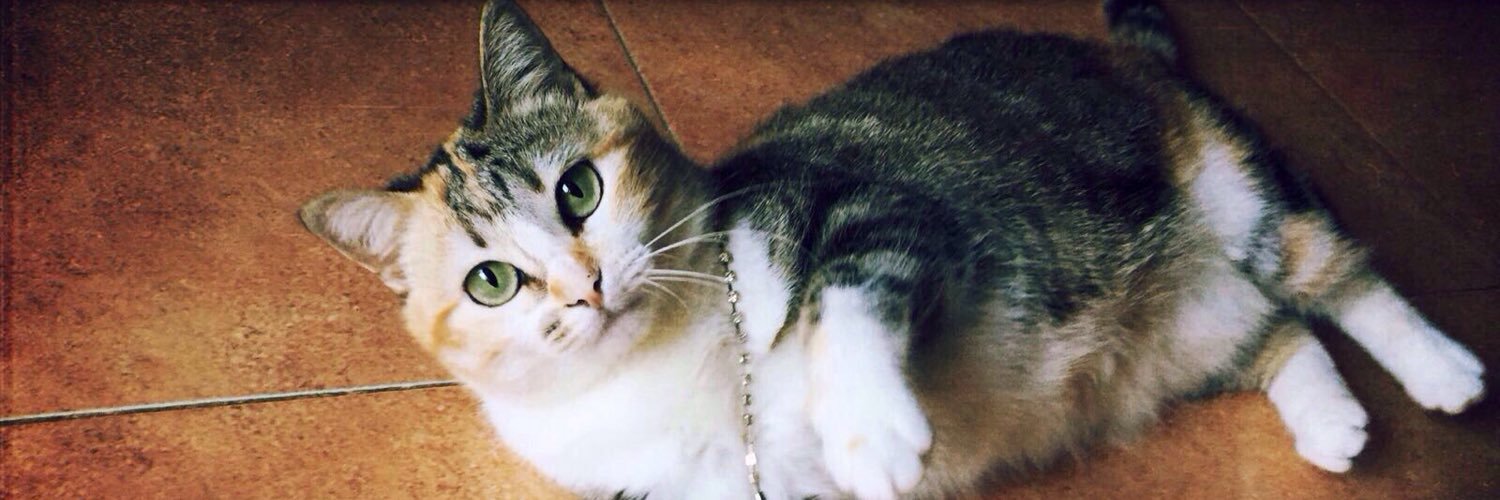ELORADANNACAT's profile banner image