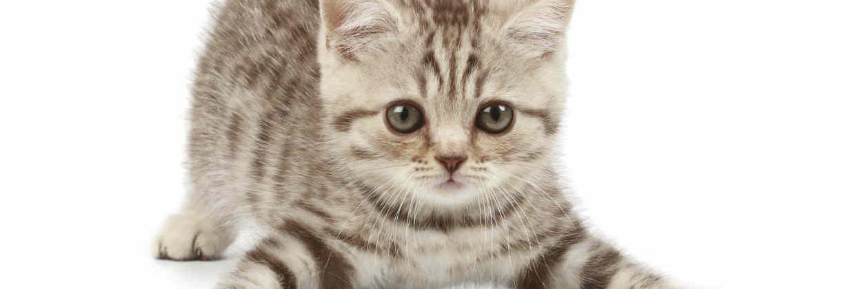 Gatos_con's profile banner image