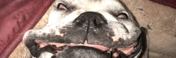 Alto_Fuego Profile Banner
