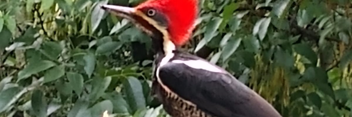 LuisFelipeToroB's profile banner image