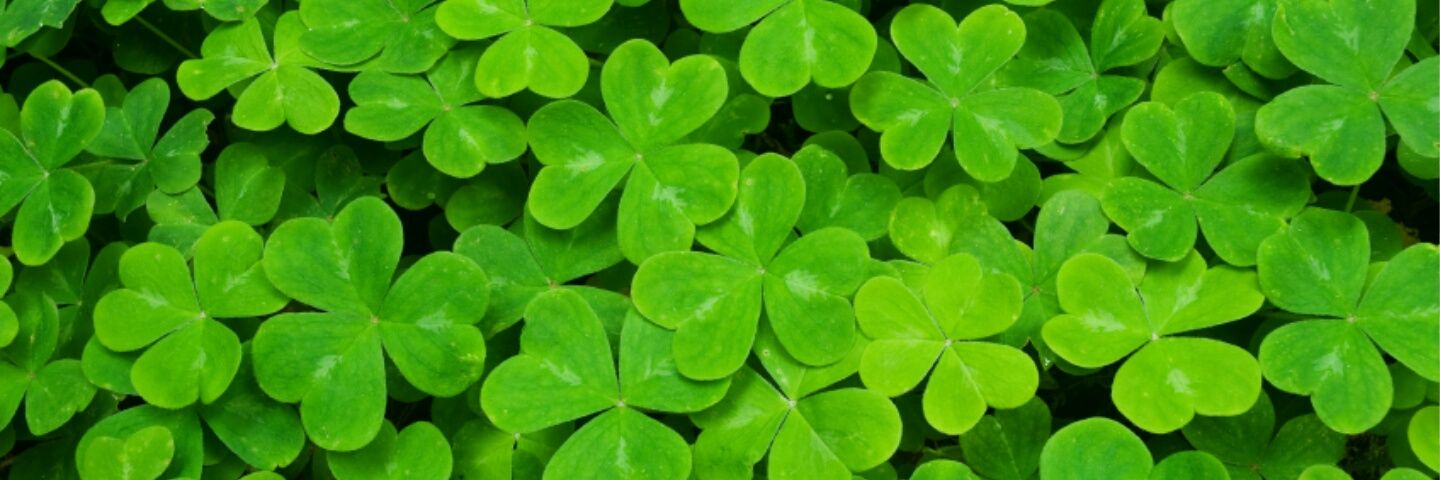 meredithsuz's profile banner image