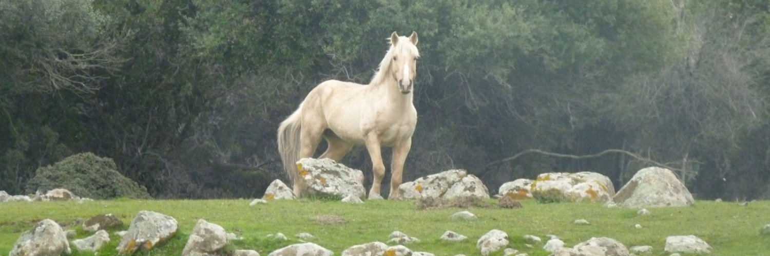 Saliherdagi's profile banner image
