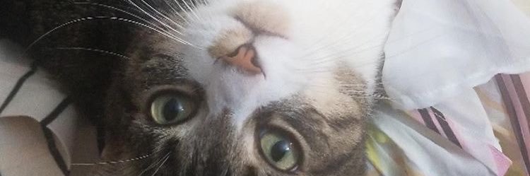 ursulafaye's profile banner image