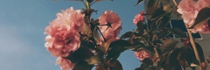 fewcanss's profile banner image