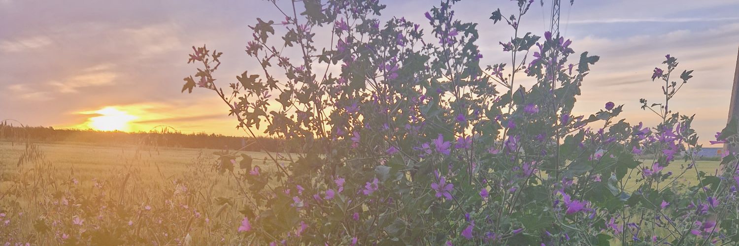 ceIiacmn's profile banner image