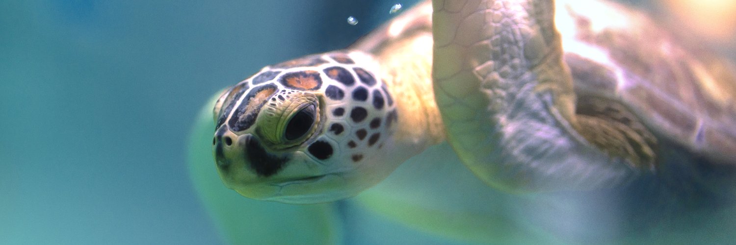 SCaquarium's profile banner image