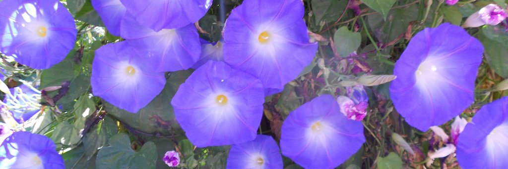 sylviakincaid1's profile banner image